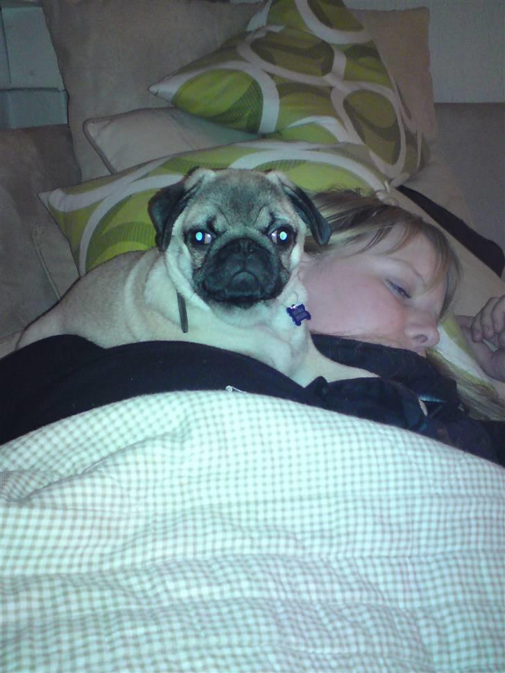 Mops Arnold billede 17