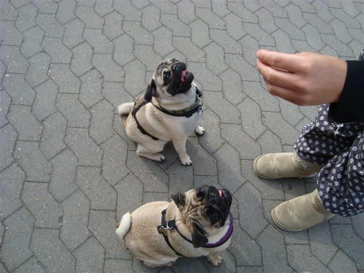 Mops Arnold - “vi sidder altså nu, kom nu med den go bid"   billede 18