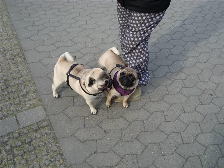 Mops Arnold - leger med min veninde Rosa billede 19