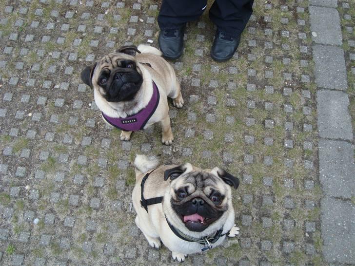 Mops Arnold - "sagde du"go-bid" billede 20