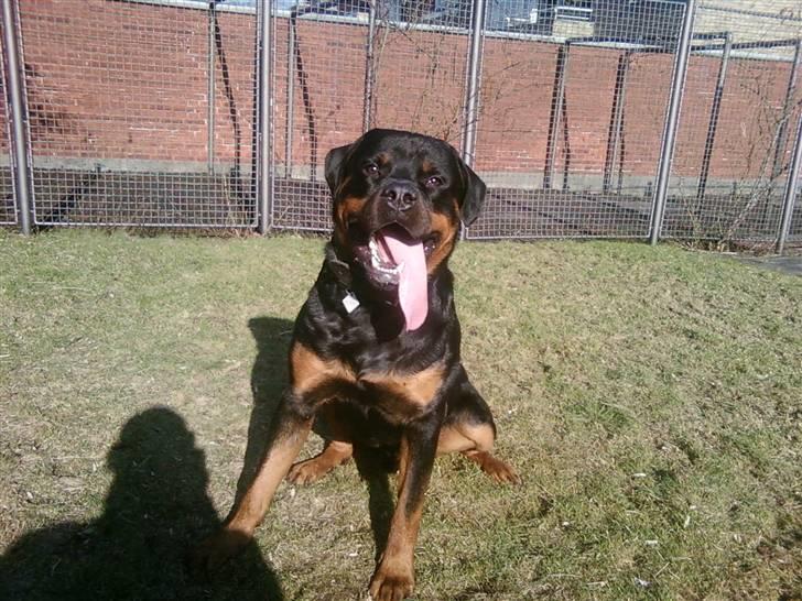 Rottweiler Tyson - En smule forpustet. :D billede 17
