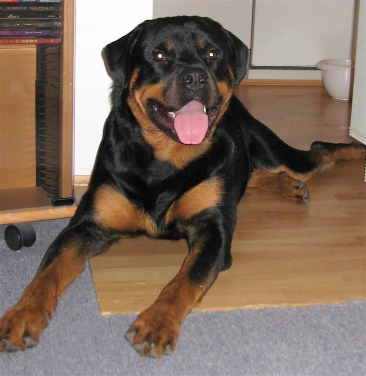 Rottweiler Tyson - Fra d. 28/11-08 billede 18