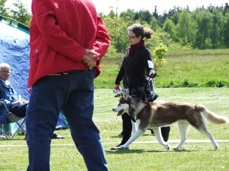 Siberian husky Lúa - 12 mdr. gammel - i flot trav til en udstilling. billede 17