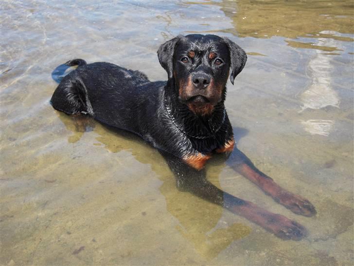 Rottweiler Rico R.I.P 9-7-2009 - Her er Rico ude at bade, der er han 7 måneder. billede 1