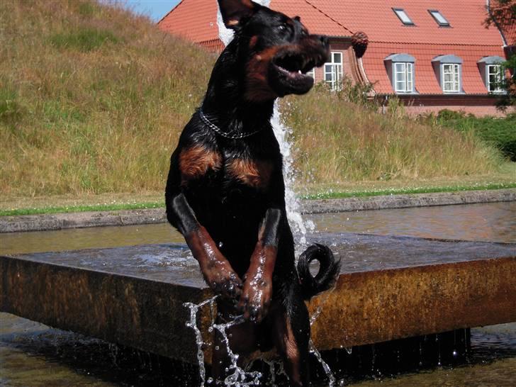 Rottweiler Rico R.I.P 9-7-2009 - Her leger han med grand kogler. billede 2