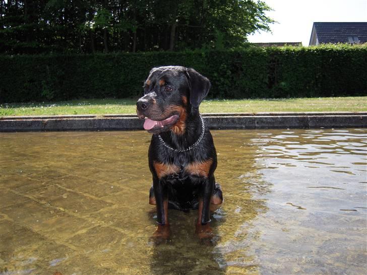 Rottweiler Rico R.I.P 9-7-2009 - Der har Rico fundet noget bedre end kameraet. billede 3