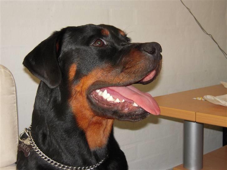 Rottweiler Rico R.I.P 9-7-2009 - Her sidder han og ser sød ud. billede 4