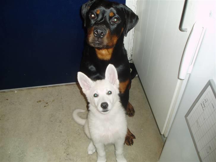 Rottweiler Rico R.I.P 9-7-2009 - Her er Rico med sin "lille søster"  billede 5