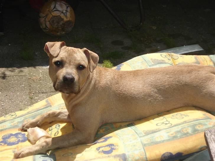 Blanding af racer Joe (himmelhund) - Ligger lige og soler mig :D Lige knap 4 måneder :) billede 13