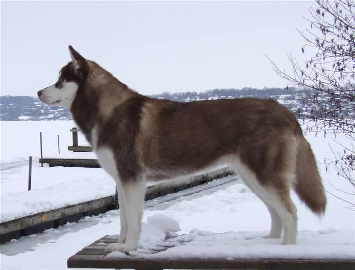 Siberian husky Lúa - Så stor og voksen. Her er Lúa 9 mdr. gammel billede 19