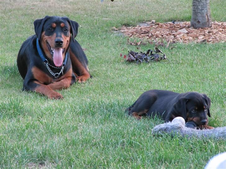 Blanding af racer Tyson - Tyson og hans nye ven. Tyson 10 mdr. Dandy 10 uger billede 2