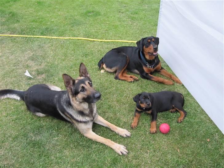 Blanding af racer Tyson - tre flotte drenge, der 100 % fungere sammen, sheferen er på besøg... billede 3