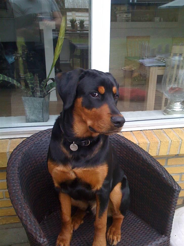 Blanding af racer Tyson - Tyson der er kommet op i de forbudte stole... billede 4