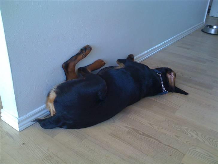 Blanding af racer Tyson - ja vi tørre vægge af jævligt da vores kære hund skal sove som en baby, nu er han 10 mdr. og gør det endnu billede 5