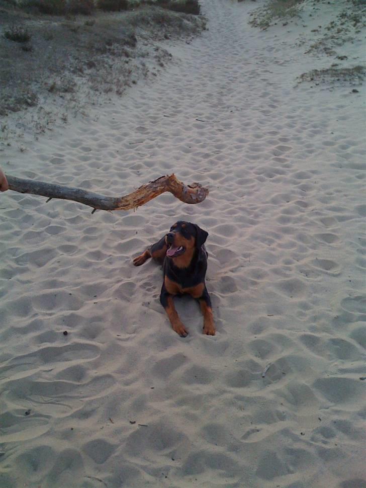 Blanding af racer Tyson - så, nu gider jeg ikke lege mere pind mor... billede 6