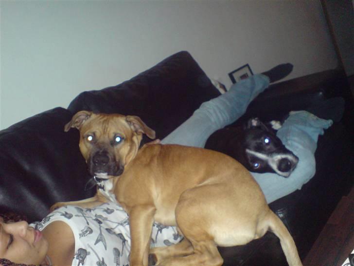 Amerikansk staffordshire terrier Znif billede 12