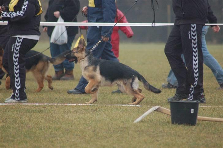 Schæferhund  AVKLgrænsens vupti billede 19
