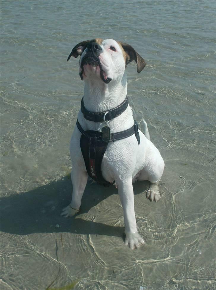 Amerikansk bulldog Ginga Ny stjerne på himlen<3 billede 9