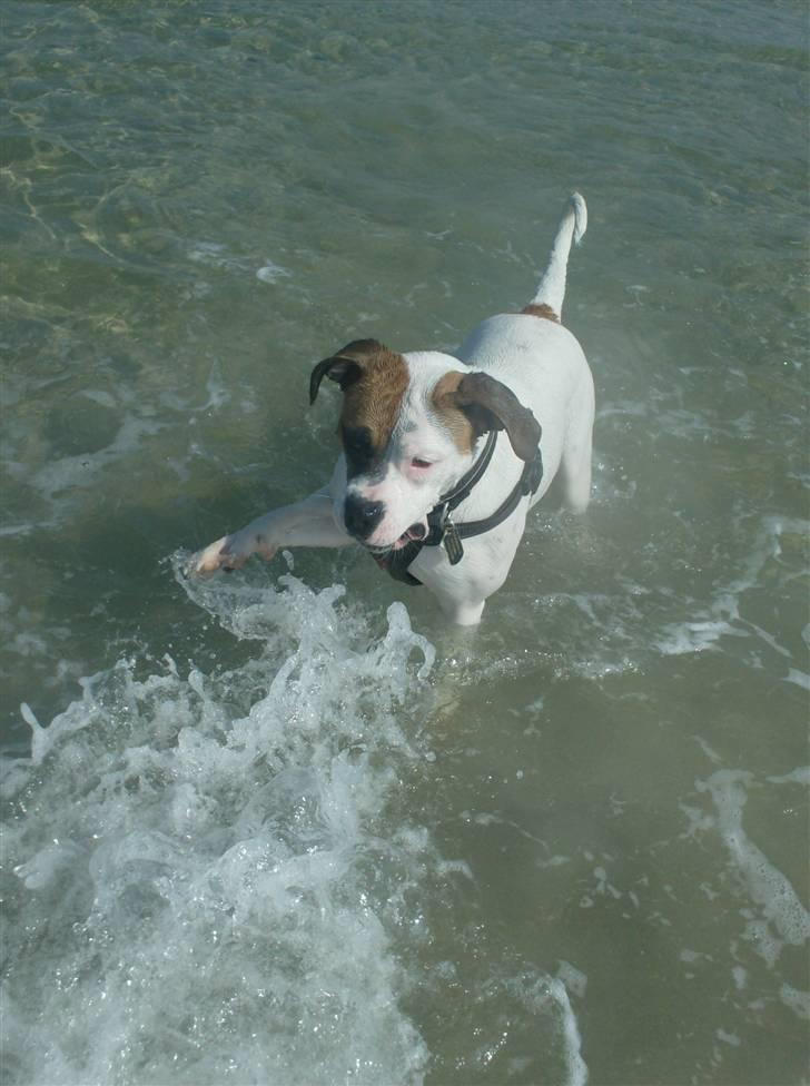 Amerikansk bulldog Ginga Ny stjerne på himlen<3 billede 10