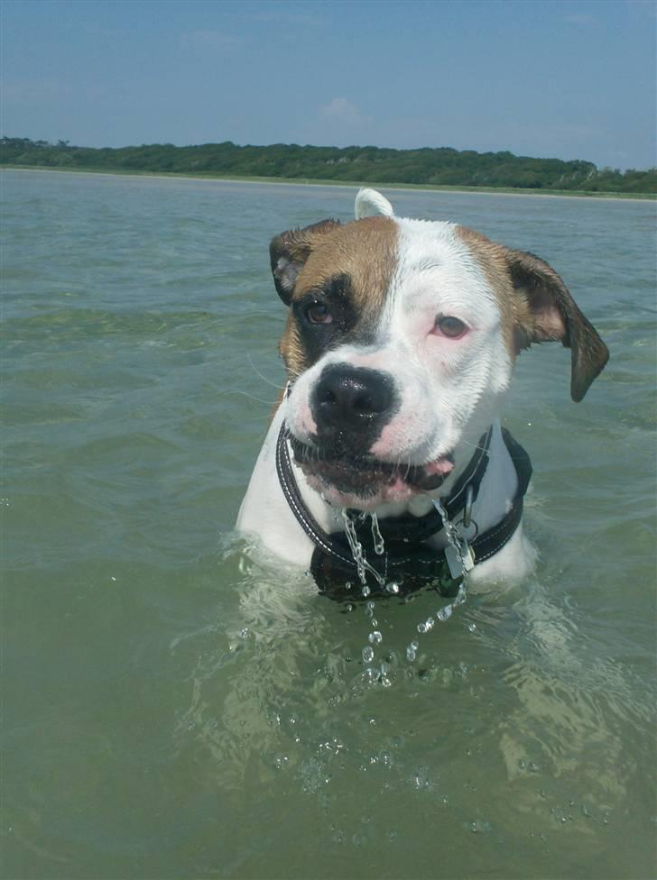 Amerikansk bulldog Ginga Ny stjerne på himlen<3 billede 11