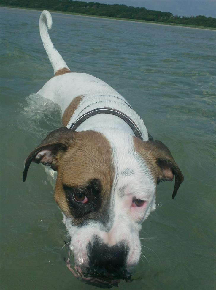 Amerikansk bulldog Ginga Ny stjerne på himlen<3 billede 12