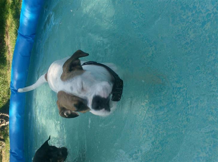 Amerikansk bulldog Ginga Ny stjerne på himlen<3 billede 13