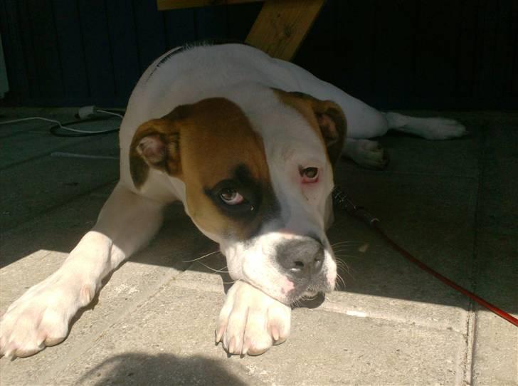 Amerikansk bulldog Ginga Ny stjerne på himlen<3 billede 14