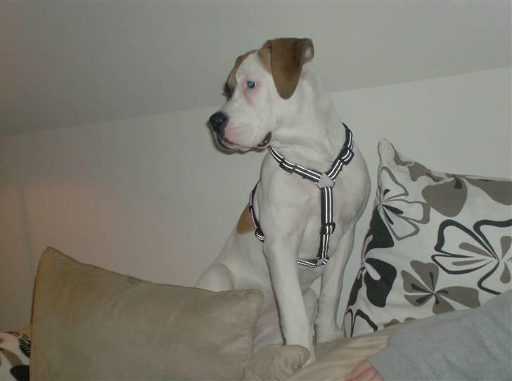 Amerikansk bulldog Ginga Ny stjerne på himlen<3 billede 15