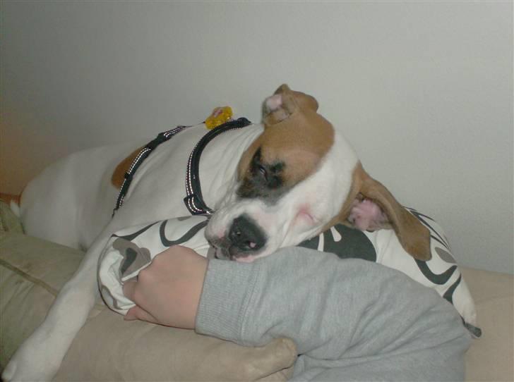 Amerikansk bulldog Ginga Ny stjerne på himlen<3 billede 16