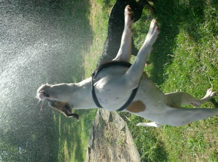 Amerikansk bulldog Ginga Ny stjerne på himlen<3 billede 17