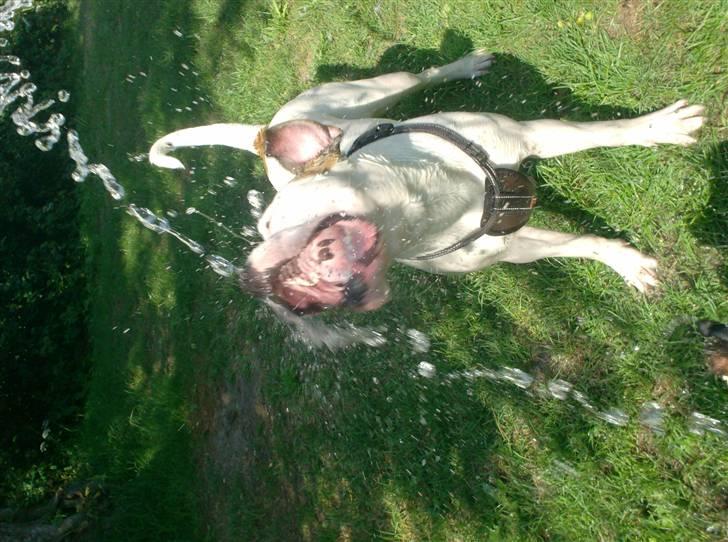 Amerikansk bulldog Ginga Ny stjerne på himlen<3 billede 18