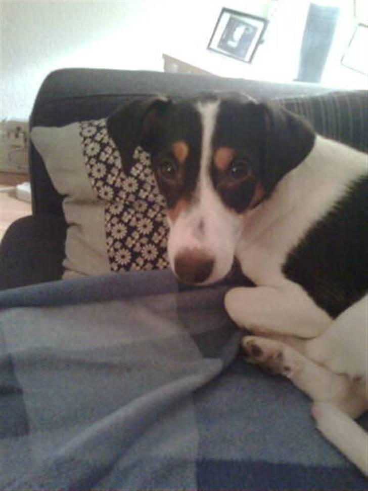 Jack russell terrier gutte billede 1