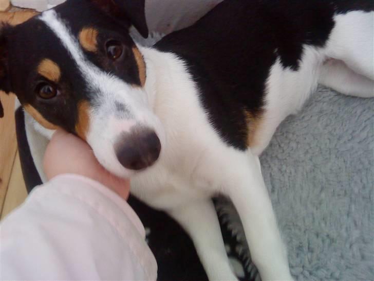 Jack russell terrier gutte billede 2