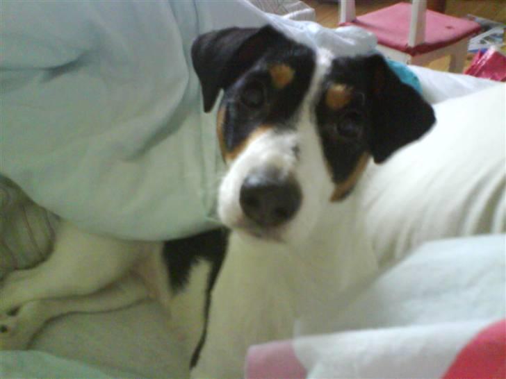Jack russell terrier gutte - jeg ligger lige og putter billede 3