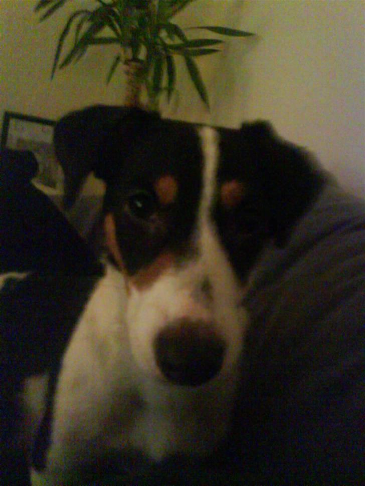 Jack russell terrier gutte - hej :D billede 4