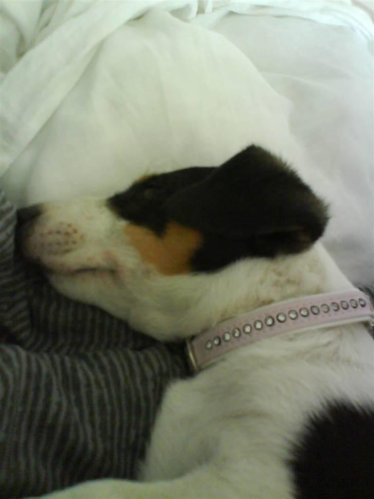 Jack russell terrier gutte - gutte som lille billede 5