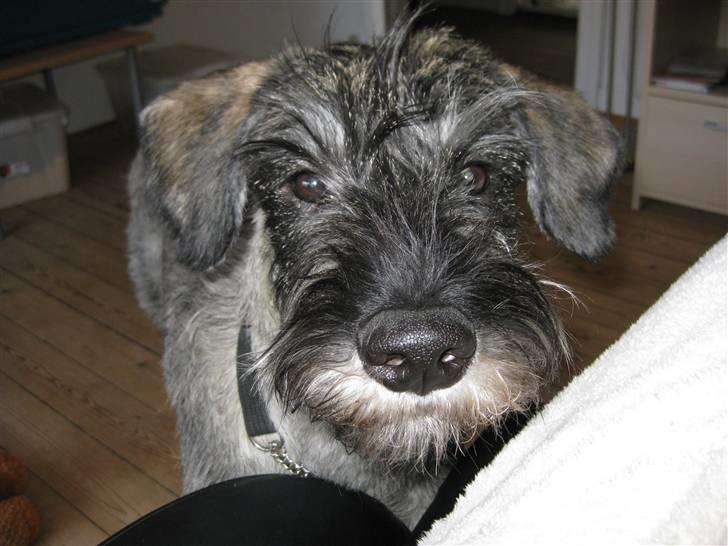 Riesenschnauzer GD Fleur Felizia billede 1