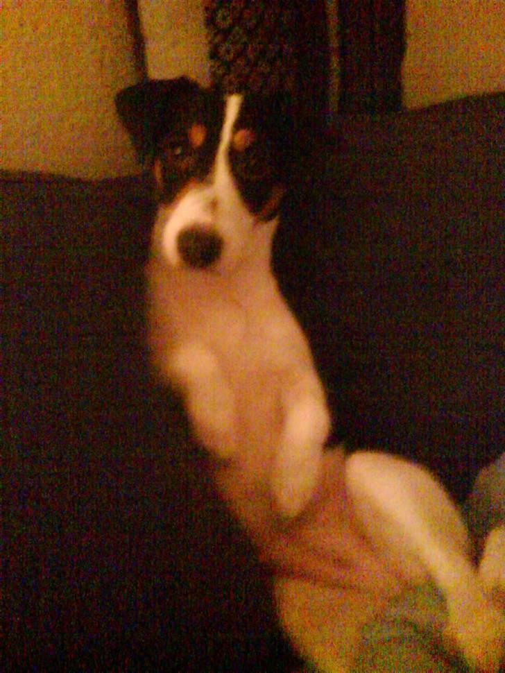 Jack russell terrier gutte - hold da op man sidder godt i den her sofa XD billede 6