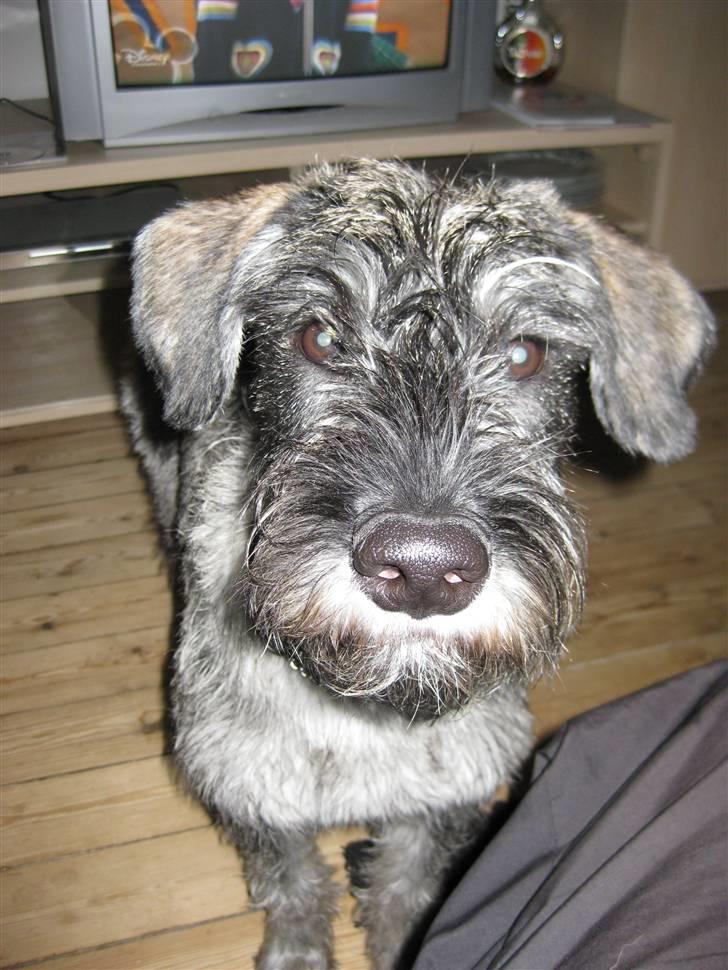 Riesenschnauzer GD Fleur Felizia billede 2
