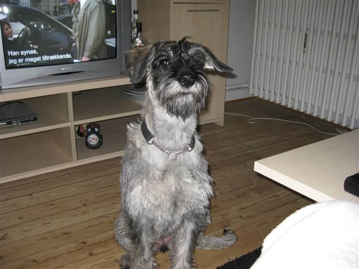 Riesenschnauzer GD Fleur Felizia billede 3