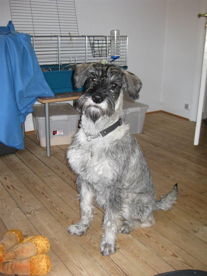 Riesenschnauzer GD Fleur Felizia billede 4