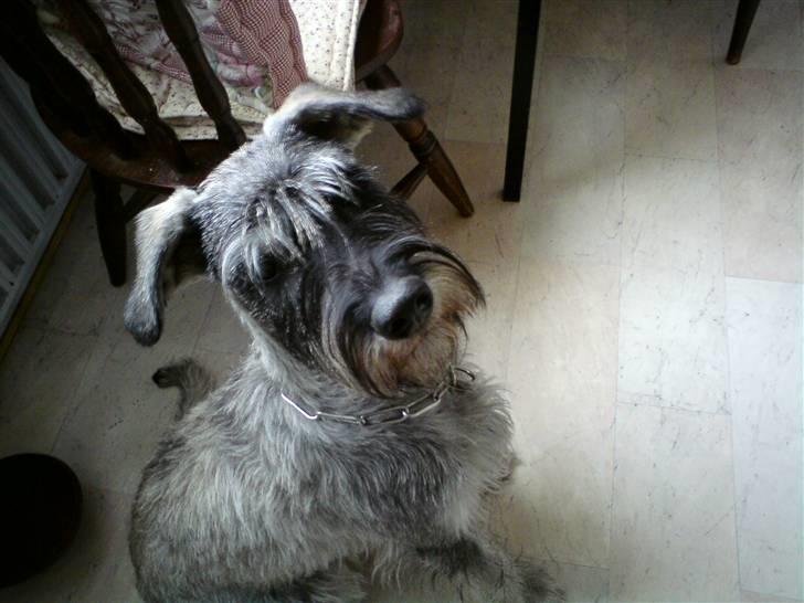 Riesenschnauzer GD Fleur Felizia billede 5