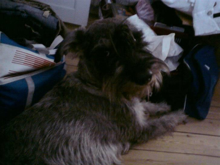 Riesenschnauzer GD Fleur Felizia billede 6