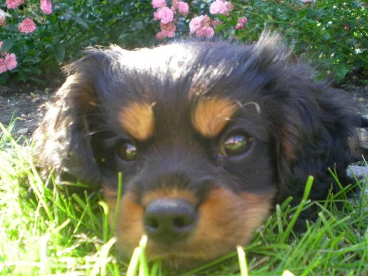 Cavalier king charles spaniel Cavolines Balou billede 1