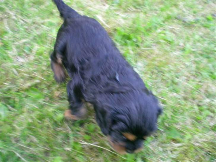 Cavalier king charles spaniel Cavolines Balou billede 2