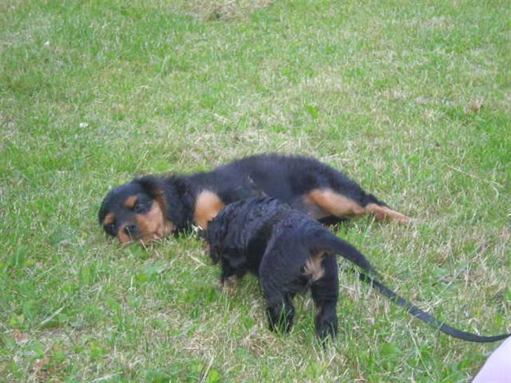 Cavalier king charles spaniel Cavolines Balou billede 3