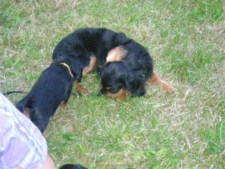 Cavalier king charles spaniel Cavolines Balou billede 4