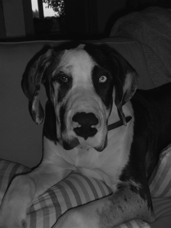 Grand danois Loke - Vores helt egen Loke billede 1