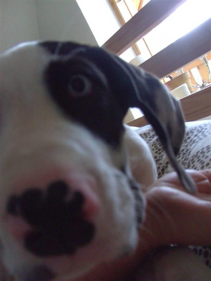 Grand danois Loke billede 2