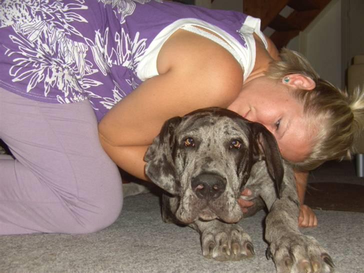 Grand danois Odin billede 18